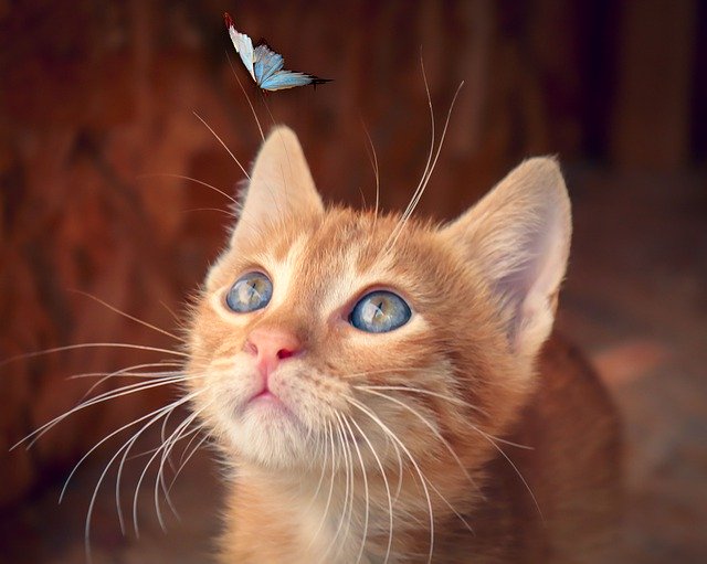 Gato ohando atentamente para uma borboleta