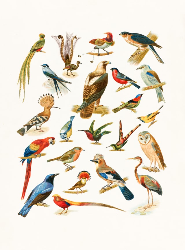Diferentes espécies de pássaros