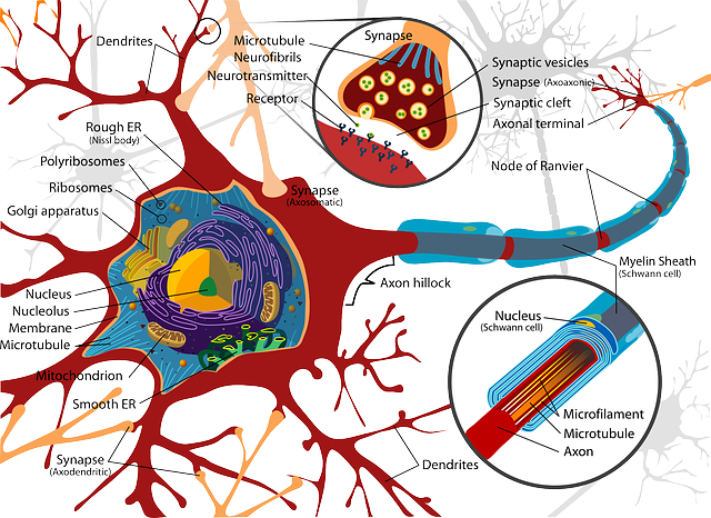 A anatomia de um neurônio biológico